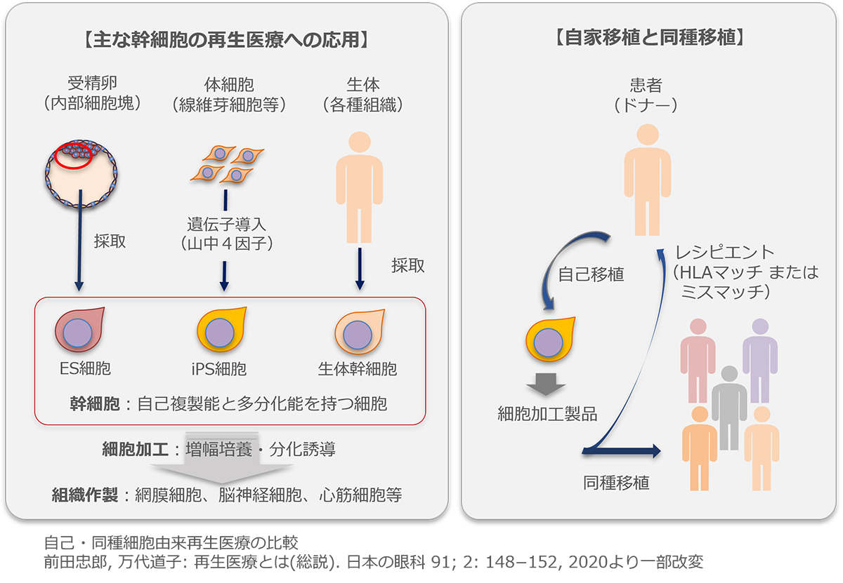 Science | 株式会社 VC Cell Therapy